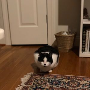 Meet your Posher, Roubina